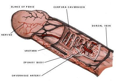 Penis Anatomy Chart