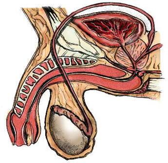 Penis Anatomy Chart
